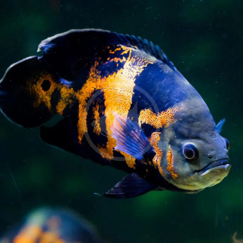 Oscar Fish
